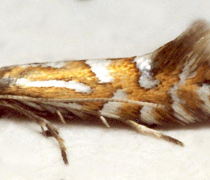 Adult &bull; Wallasey, Cheshire. Ex mine in Salix repens collected Oct. 1998. Leg. S.H. Hind &bull; &copy; Ian Smith