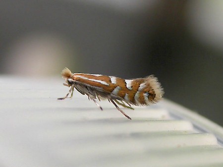 Phyllonorycter quinqueguttella