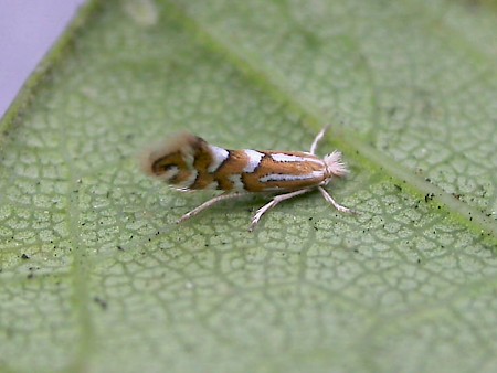 Phyllonorycter quinqueguttella