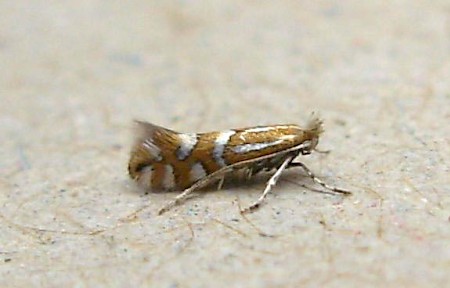 Phyllonorycter insignitella