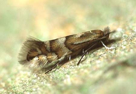 Phyllonorycter ulmifoliella