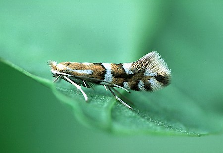 Phyllonorycter ulmifoliella