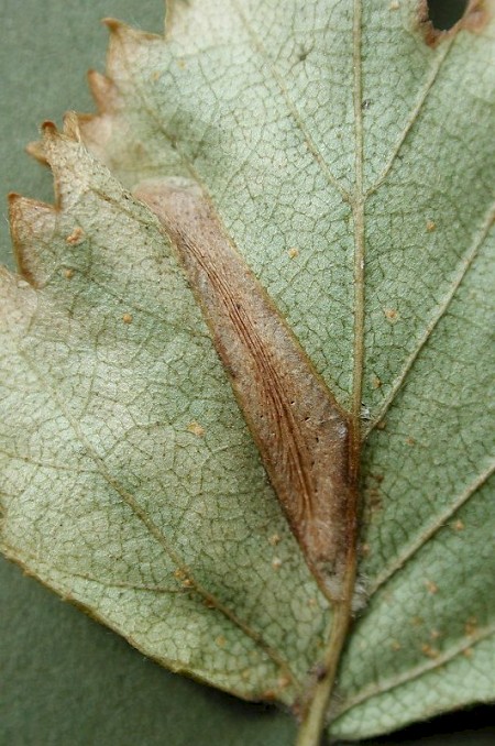 Phyllonorycter ulmifoliella