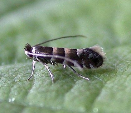 Adult &bull; ex Leafmine on Alnus, Appleton, Cheshire &bull; &copy; Ian Kimber