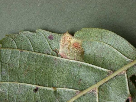 Phyllonorycter klemannella