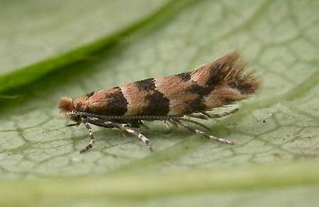 Phyllonorycter trifasciella