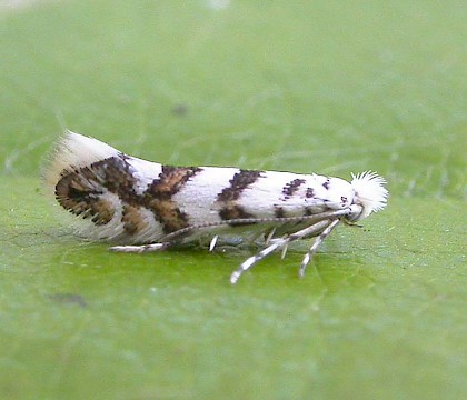 Adult &bull; ex. leafmine, per. R.Edmunds, Fleet, Hants &bull; &copy; Ian Kimber