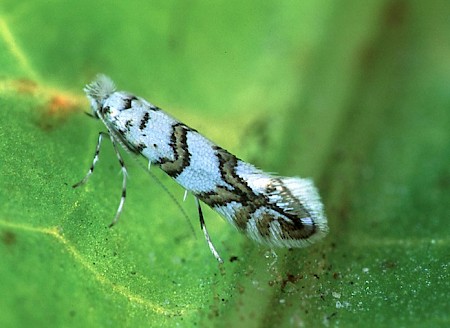 Phyllonorycter joannisi