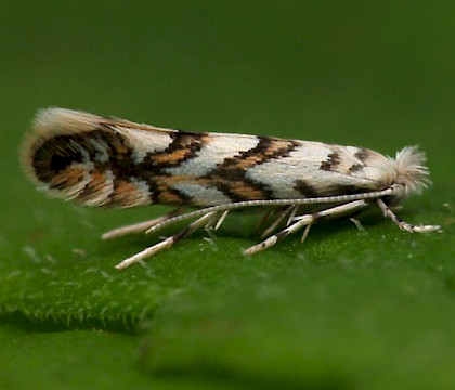 Adult &bull; Monkwood, Worcs. &bull; &copy; Oliver Wadsworth
