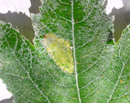 Phyllonorycter comparella