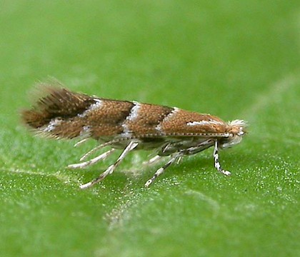 Adult &bull; ex. Leafmine per. R. Edmunds &bull; &copy; Ian Kimber