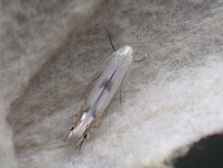 Phyllocnistis xenia