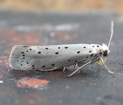 Adult &bull; &copy; Ben Smart