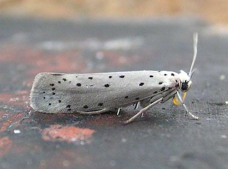 Orchard Ermine Yponomeuta padella