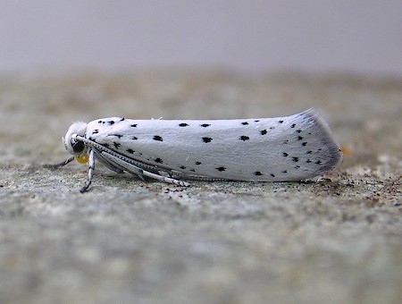 Apple Ermine Yponomeuta malinellus