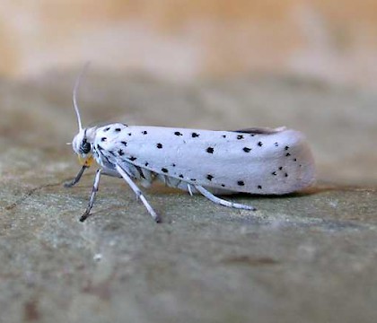 Adult &bull; &copy; Ben Smart