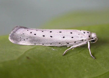 Willow Ermine Yponomeuta rorrella