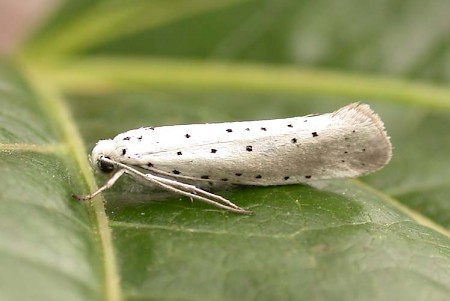 Willow Ermine Yponomeuta rorrella