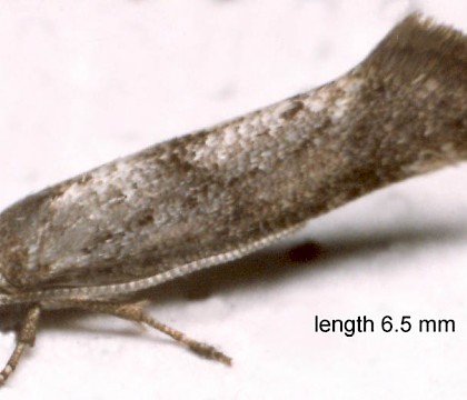 Adult &bull; June. Shropshire &bull; &copy; Ian Smith