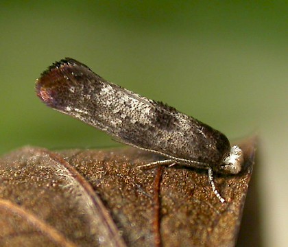 Adult &bull; Chorlton Water Park, Gtr. Manchester, reared from larva on Crataegus &bull; &copy; Ben Smart