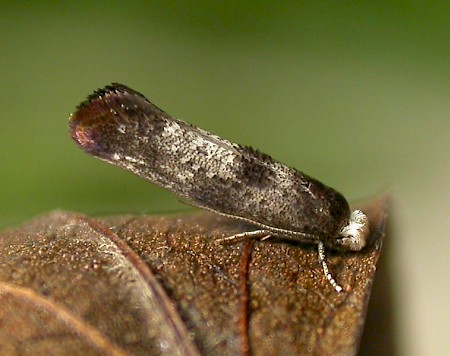 Swammerdamia pyrella