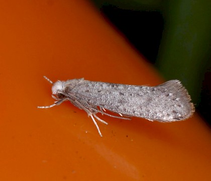 Adult &bull; Nord-Fron, Oppland, Norway &bull; &copy; Svein Bekkum