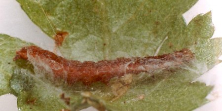 Paraswammerdamia nebulella