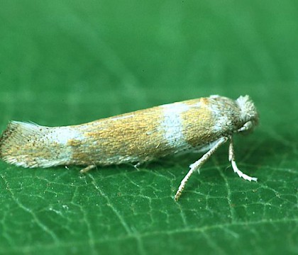 Adult &bull; Littleborough, Lancashire &bull; &copy; Ian Kimber