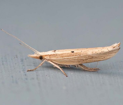 Adult &bull; South Uist, Outer Hebrides &bull; &copy; Chris Johnson