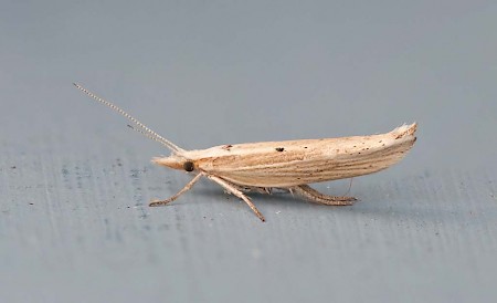 Ypsolopha nemorella