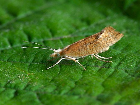 Ypsolopha lucella