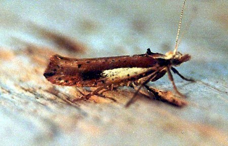 Ypsolopha parenthesella