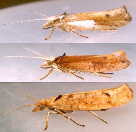 Ypsolopha parenthesella