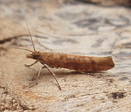 Adult &bull; Nantyffyllon, Maesteg, Glamorgan &bull; &copy; Paul Parsons