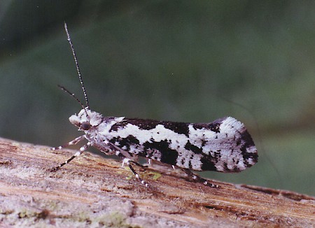 Ypsolopha sequella