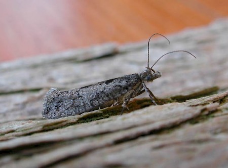 Ypsolopha vittella