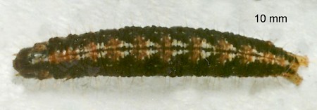 Ypsolopha vittella