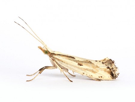 Plutella porrectella