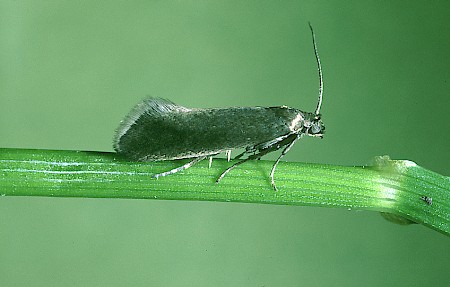 Glyphipterix fuscoviridella