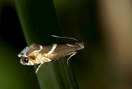 Glyphipterix forsterella