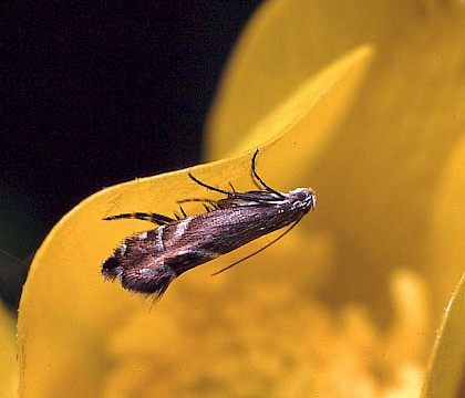 Adult &bull; Leighton Buzzard, Bedfordshire &bull; &copy; Charles Baker
