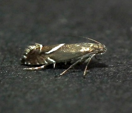 Adult &bull; Tiverton, Devon &bull; &copy; Andrew Cunningham