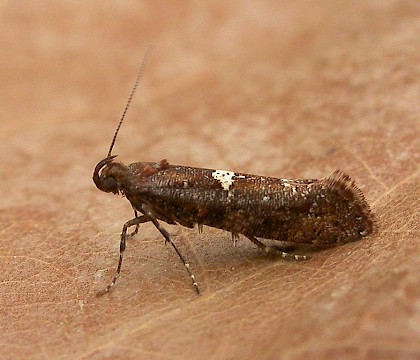 Adult &bull; Co. Durham &bull; &copy; Tom Tams