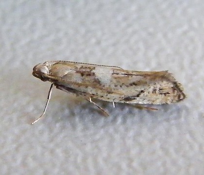 Adult &bull; Hampshire &bull; &copy; Dan Houghton