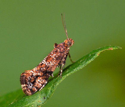 Adult &bull; Ex mine on Solanum dulcamara, Halesowen, W. Midlands &bull; &copy; Patrick Clement