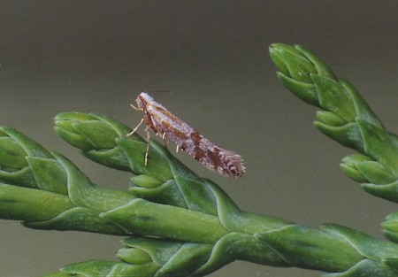 Argyresthia dilectella