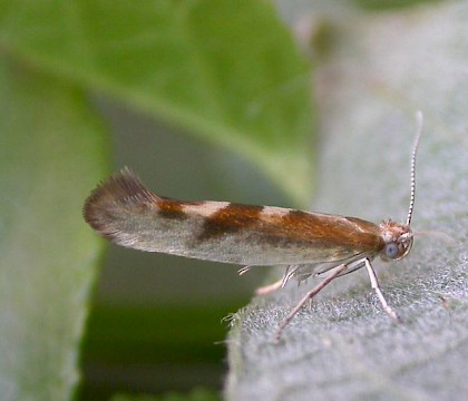 Adult &bull; Newhey, Lancs. &bull; &copy; Ian Kimber