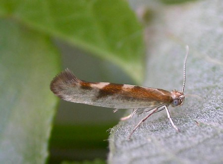 Argyresthia pygmaeella