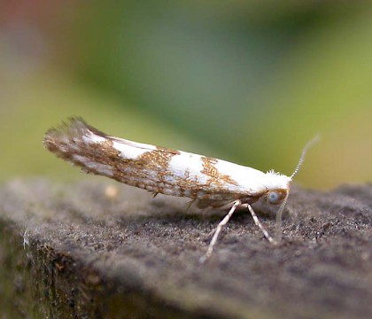 Adult &bull; Marlow Bottom, S. Bucks. &bull; &copy; Adam Bassett