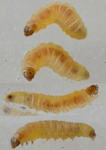 Argyresthia retinella